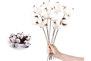 CaiTang 10pcs Fiori di cotone secchi naturali, Bouquet artificiale di cotone naturale di fiori secchi per la composizione floreale di cotone Vaso Decorazione Balcone Nozze Casa Stoviglie