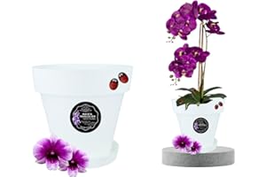 LiveLaif®-Ø19cm Maceta Orquidea Traslúdida + Plato Maceta | Maceta Orquidea Transparente | Maceta Plastico | Macetas para Orquídeas Transparente | Macetero Orquidea (1, ⊘19 cm)