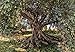 Produktbild Fototapete OLIVE TREE 368x254 alter Olivenbaum, Früchte, National Geographics