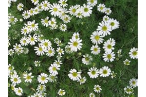 Park Farm Plants 6 x Lawn Chamomile Plug Plants/Tea Chamomile Highly Scented Evergreen Hardy CULTIVAR. CULTIVAR Grown for its Strength and Tea Capabilities