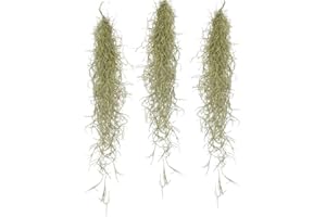 Plant in a Box - Set de 3 Tillandsia Usneoides 'Beard tillandsias' - Plantes d'ambiance - Plantes d'intérieur - Décoration - Hauteur 25-50cm