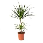 AIRY Drachenbaum Zimmerpflanze, Dracaena marginata . Verbessert Raumklima und Luftqualität. Passend zum AIRY Luftreiniger.