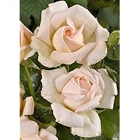 'Chandos Beauty' -R-, Duft-Edelrose im 4 L Container