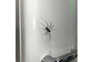 Yamobi 3D Araignée Aimant pour Réfrigérateur, Magnets Araignées Réalistes, Article Farce pour Halloween, Magnets Réfrigérateur Animaux, Décoration Araignée