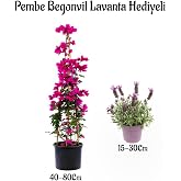 Pembe Renk Begonvil &Ccedil;i&ccedil;eği(40-80Cm) Mor Lavanta Fidanı Hediyeli Bah&ccedil;e Bitkisi, BTS001NA0915