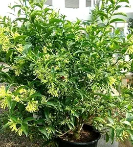 Bhajanlal Greenery Live Raat Ki Rani Raat Rani Plant Night Blooming Jasmine Plant (Queen of the night plant)