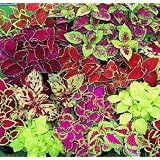 Coleus Black Dragon Samen – Fast Schwarze Buntnessel, 10 Samen, Exotische Zierpflanze