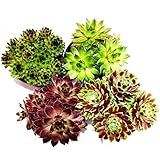 Exotenherz - Hauswurz - Set aus 4 verschiedenen Sempervivum-Sorten