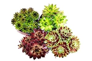 Exotenherz Hauswurz - Set aus 4 verschiedenen Sempervivum-Sorten