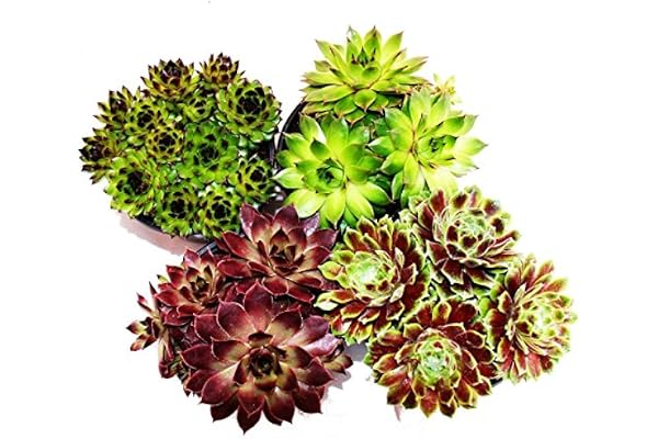 Sempervivum - Set of 4 different plants