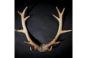 Hansmeier® Geweih Rustikal| Vintage-Natur | Für Innen, Außen, Balkon & Garten | 54 x 40 x 14 cm | Deko Hirschgeweih | Wanddeko