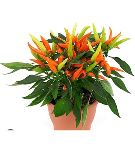 Pianta Di Peperoncino Naga Morich | Vaso 14cm, Piccantezza Elevata, Perfetta Per Salse E Oli - Foto 12