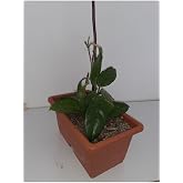 Mum &Ccedil;i&ccedil;eği 20~40 Cm