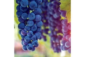 THOMPSON & MORGAN Grape 'Cabernet' Vitis vinifera Red Grape Vines Grow Your Own Fruit Trees Outdoor Hardy Climber Grapes Climbing Vine Tree Garden Plants for The UK 1 x 10.5 cm Potted Plant by Thompson and Morgan