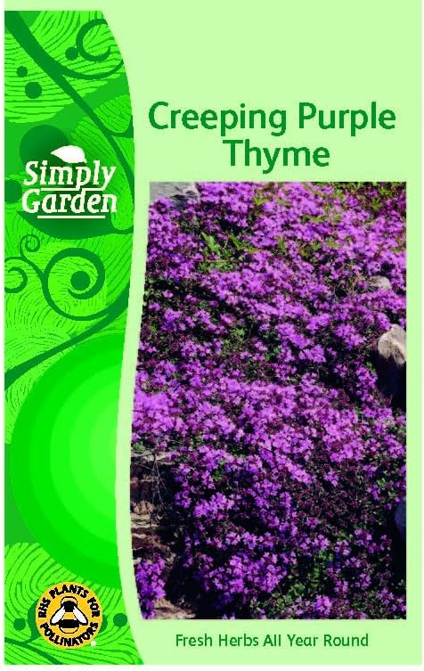 Purple Creeping Thyme Seeds – Perennial, Bee-Friendly Ground Cover for Rock Gardens, Walkways & Lawns – Fragrant, Hardy, Low-Maintenance