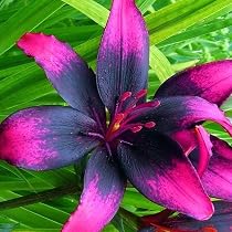 Lilium Asiatic - Black Asian Lily 'Black Charm' 2 Bulbs : Amazon ...