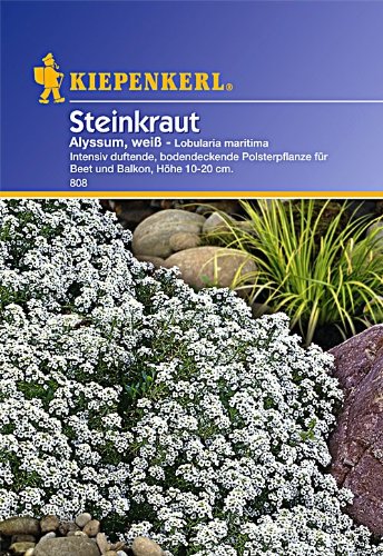 Kiepenkerl Steinkraut Alyssum, weiß