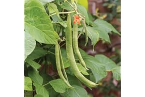 Gardeners Kitchen - Runner bean plants Dwarf - 'Hestia' 6 X MEDIUM plug vegetable plants.
