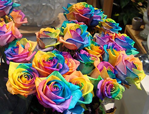 25x Regenbogen Rosen Blumensamen Saatgut Blumen Pflanze Anleitung für die Regenbogen Rosen Samen #48 - 2