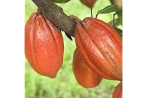 Haloppe 20 piezas de semillas de Theobroma Cacao para plantar en el jardín del hogar, semillas de plantas, semillas de Theobroma Cacao naturales para césped Semillas