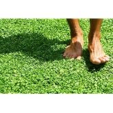 Dichondra Repens Fare Kulağı Tohumu 1000+ Tohum Yer &Ouml;rt&uuml;c&uuml; Bitki Tohumu