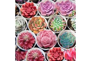 Rotyroya 500 Stück Sukkulenten-Samen, mehrjährige, fleischige Kräuterpflanze für den Garten, Balkon, Bonsai 500 Stück Mix Sukkulentensamen