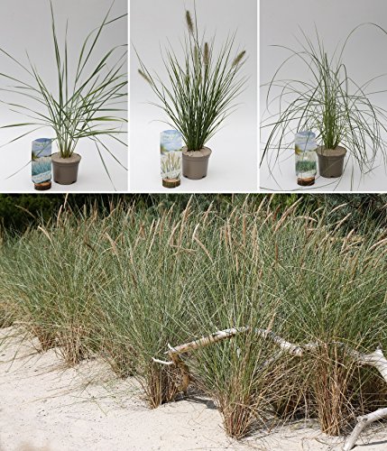 Strandgrün Gräser-Set. bestehend aus 1x Strandhafer "Dünenanker" (Ammophila arenaria). 1x Strandroggen "Blaue Düne"(Leymus arenarius). 1x Lampenputzergras "Hameln"(Pennisetum alopecuroides)