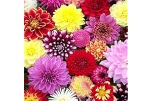FLORIANA-BULBOSE Bulbi da Fiore ALTA QUALITA' per fioritura PRIMAVERILE - ESTIVA - AUTUNNALE (5, Dalia Decorativa Mixed 50 cm)