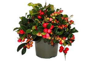 Exotenherz Teppichbeere Gaultheria procumbens Scheinbeere Rebhuhnbeere winterharte Pflanze mit dekorativen Beeren Set mit 3 Pflanzen