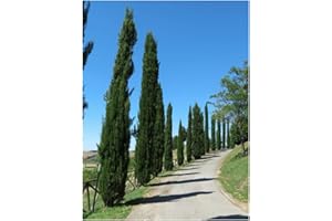 RP Seeds Cupressus sempervirens (Italian Cypress) -50 Seeds