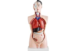 Anatomie Körper Anatomisches Modell Torso Puppe mit Organe 85 cm Menschlicher Medizinsche Koerper Human Body Anatomy Model Lebensgroß mit 19 Teile MedMod