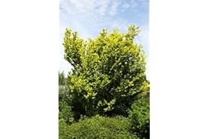 FLORANZA.DE Ulme Goldulme Wredei Ulmus carpinifolia Wredei Containerware 60-100 cm