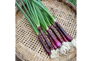 PRETTY WILD SEEDS Vegetable Seeds 60+ Varieties Carrot Pumpkin Cabbage Pea Tomato SWEETCORN Bean Turnip Swde Brussel Onion Cauliflower Fennel Beetroot Herbs (Purple Spring Onion Lilia Approx. 100 Seeds)