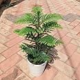 Araucaria/Christmas Tree in 10 Inch Live Indoor Plant Ceramic Pot (colour & design may vary)