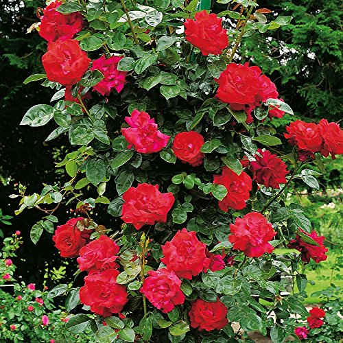 Kletterrose Santana - Kletter-Rose winterhart & duftend - Pflanze für Rankhilfe im 5 Liter Container von Garten Schlüter - Pflanzen in Top Qualität