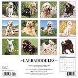 Image de Just Labradoodles 2017 Calendar