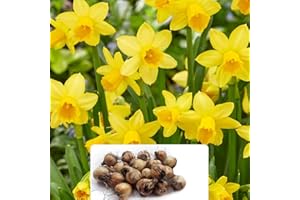 BOTANICAL BLISS 18 Dwarf Daffodil Tete a Tete Bulbs - RHS Award Winner - Perennial, Early-Blooming, Fragrant Flowers - Popular Dwarf Variety – Cultivated for UK Climate Conditions