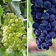 Grape Duo, Grape ‘Cabernet, Grape ‘Chardonnay’ Hardy Shrub Garden Plants Easy to Grow Your Own 2X 10.5cm Potted Plants by Thompson and Morgan