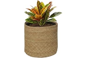 SMPLY. - Planta Croton de Hojas Muy Coloridas Ideal en Interior y Exterior Resistente y Fácil de Cuidar - Maceta de Ø 14 cm + Incluye Macetero Semirígido Ø18 cm