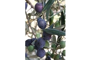 VEG SRLS ALBERO DI ULIVO -OLEA EUROPAEA-A NOLCA DOLCE DA TAVOLA- pianta vera da frutto da esterno Ø 19 cm - h 150 cm