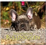 MF-Kalender FRANZÖSISCHE BULLDOGGEN 2019 by 