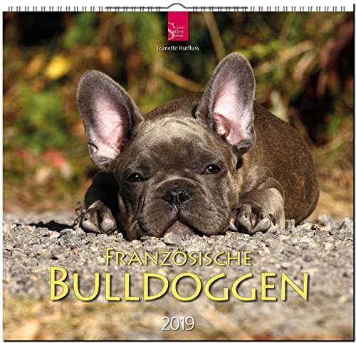 MF-Kalender FRANZÖSISCHE BULLDOGGEN 2019