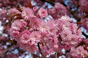 DIRECTPLANTS Dwarf Patio Prunus Kanzan Japanese Flowering Cherry Tree 3-4ft Supplied in a 5 Litre Pot