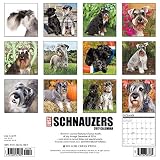 Image de Just Schnauzers 2017 Calendar
