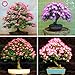 Produktbild Fash Lady 10 stüCke Bonsai Albizia julibrissin Schöne Blume akazie Pflanze Mehrjährige Indoor Blume hausgarten topfpflanze