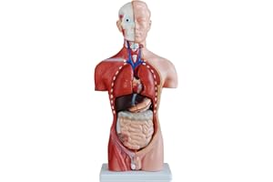 ‎MEDMOD MedMod Anatomie Modell Torso 45 cm, Detaillierter menschlicher Körper aus PVC mit abnehmbaren Organen für Schule, Studium und Anatomie-Training, Lehrmodell
