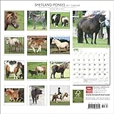 Image de Shetland Ponies 2011 Calendar