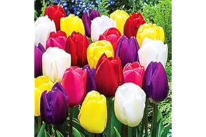 COOTO 10x Bulbos de Flores primavera Tulipanes Bulbos Flores para plantar Tulipan Bulbo