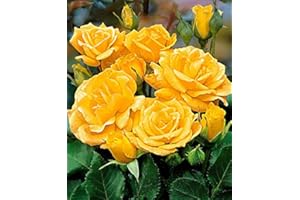 BAKKER Rosaio a grappolo 'Arthur Bell'-cad.-Rose