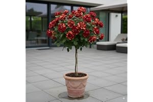 EUROPA GREEN Rosier sur Tige - 120 cm de Hauteur - pour Pots et Pleine Terre - Idéal pour Balcon, terrasse, Petit Jardin (Hocus Pokus)